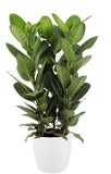 Ficus Audrey In Elho Sierpot (Wit)