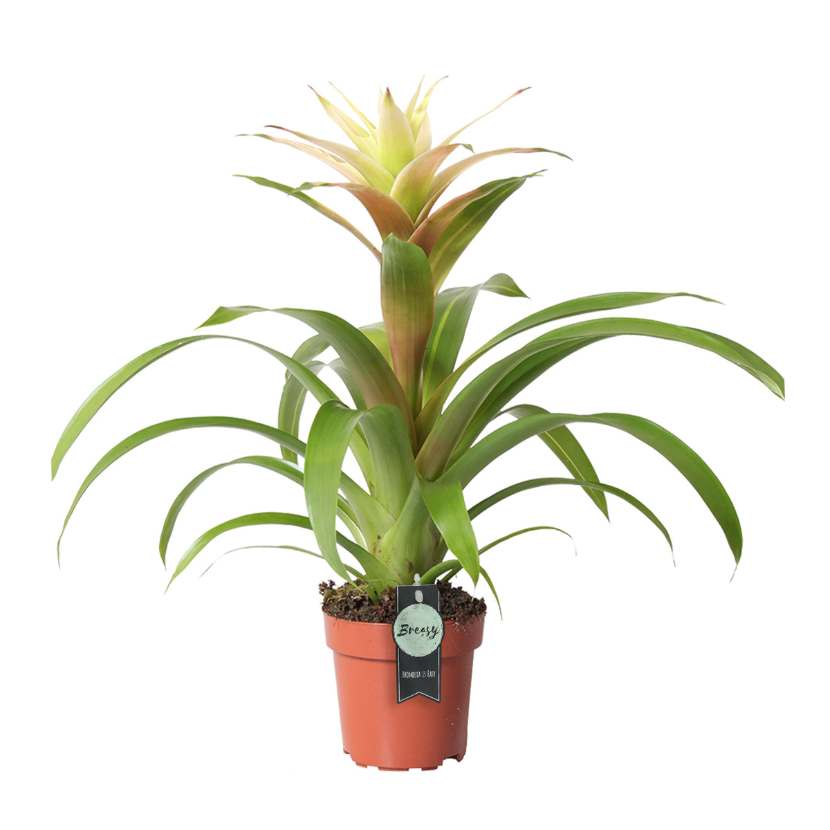 Bromelia Guzmania Deseo White Single