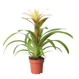 Bromelia Guzmania Deseo White Single