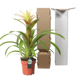 Bromelia Guzmania Deseo White Single