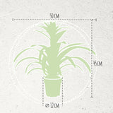 Bromelia Guzmania Deseo White Single