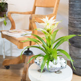 Bromelia Guzmania Deseo White Single
