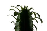Euphorbia Erytrea In Bruin Grijze Sierpot Met Bark