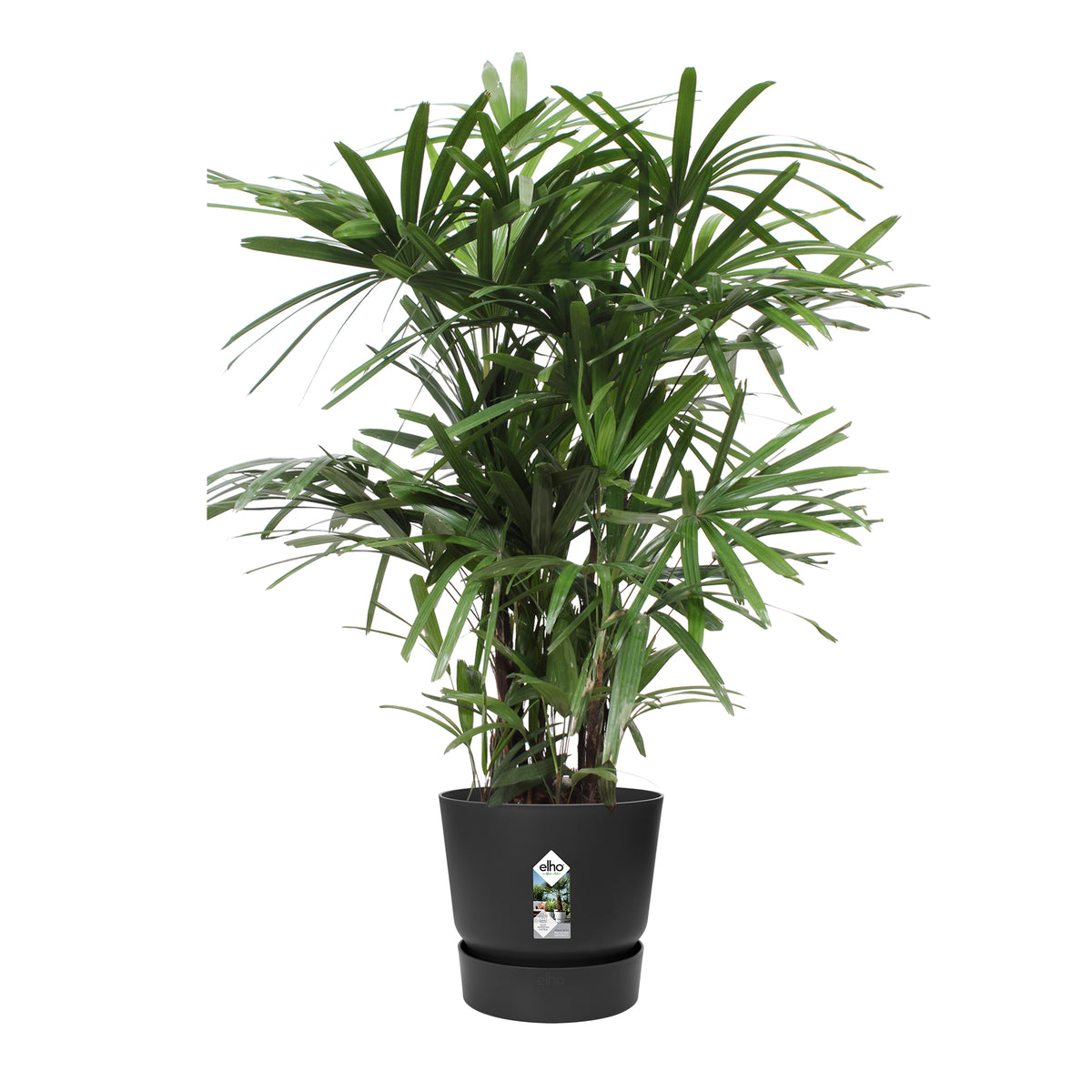 Rhapis Excelsa In Elho® Greenville Pot