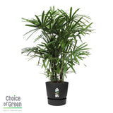 Rhapis Excelsa In Elho® Greenville Pot