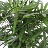 Rhapis Excelsa In Elho® Greenville Pot