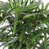 Rhapis Excelsa In Elho® Greenville Pot