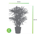 Rhapis Excelsa In Elho® Greenville Pot