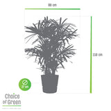 Rhapis Excelsa In Elho® Greenville Pot