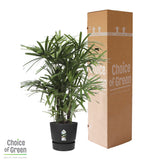 Rhapis Excelsa In Elho® Greenville Pot