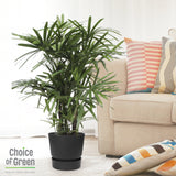 Rhapis Excelsa In Elho® Greenville Pot