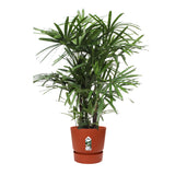 Rhapis Excelsa In Elho® Greenville Pot