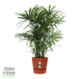 Rhapis Excelsa In Elho® Greenville Pot