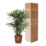 Rhapis Excelsa In Elho® Greenville Pot