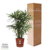 Rhapis Excelsa In Elho® Greenville Pot
