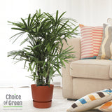 Rhapis Excelsa In Elho® Greenville Pot