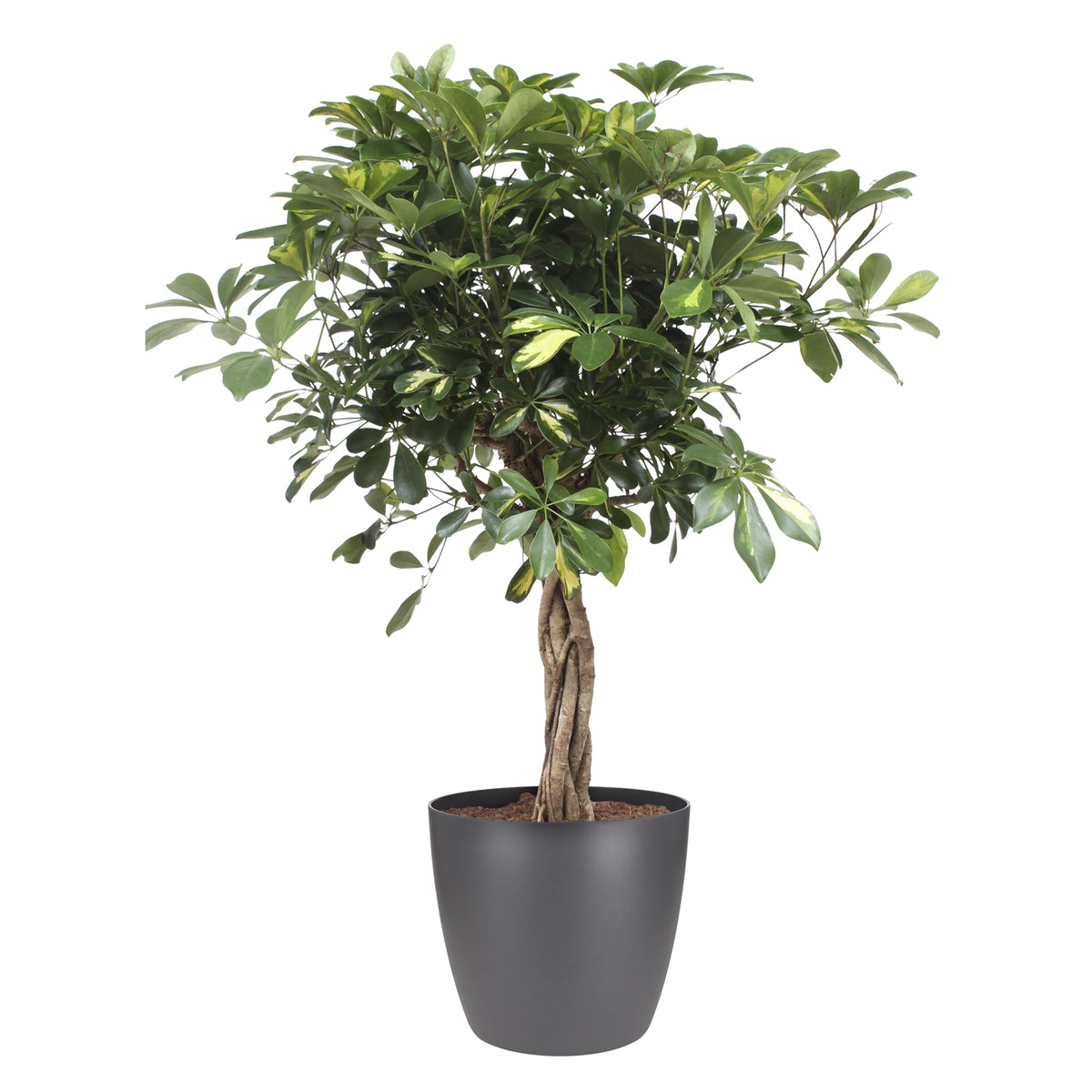 Schefflera Arboricola Gold Capella Elho Brussels Round Antracite