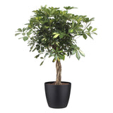 Schefflera Arboricola Gold Capella Elho Brussels Round Black
