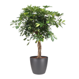 Schefflera Arboricola Gold Capella Met Elho Brussels Round Pot Antracite