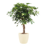 Schefflera Arboricola Gold Capella Met Elho Brussels Round Pot Soap