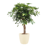 Schefflera Arboricola Gold Capella Met Elho Brussels Round Pot Soap