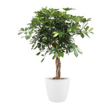 Schefflera Arboricola Gold Capella Met Elho Brussels Round Pot White