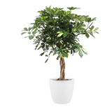 Schefflera Arboricola Gold Capella Met Elho Brussels Round Pot White
