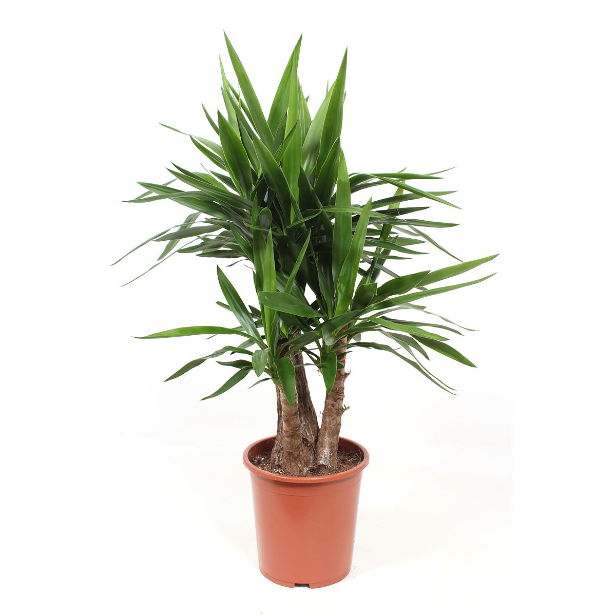 Palmlelie 3-stam Yucca Elephantipes
