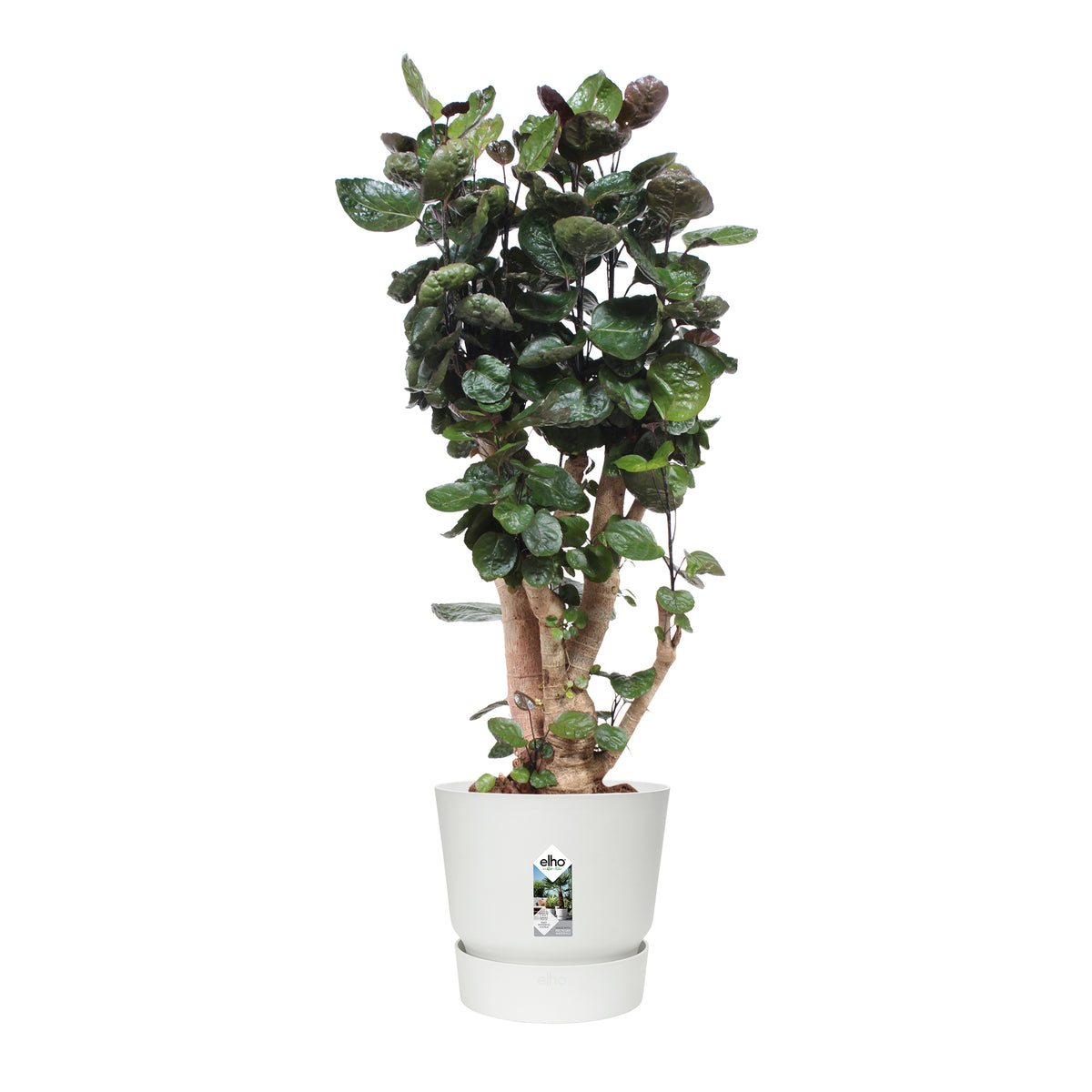 Polyscias Fabian In Elho® Greenville Pot