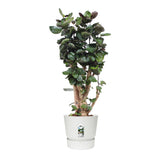 Polyscias Fabian In Elho® Greenville Pot