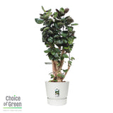 Polyscias Fabian In Elho® Greenville Pot