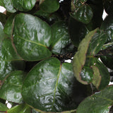 Polyscias Fabian In Elho® Greenville Pot