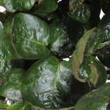 Polyscias Fabian In Elho® Greenville Pot