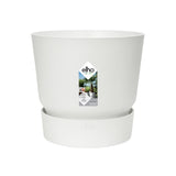 Polyscias Fabian In Elho® Greenville Pot