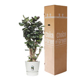 Polyscias Fabian In Elho® Greenville Pot
