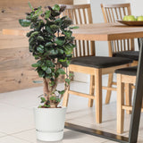 Polyscias Fabian In Elho® Greenville Pot