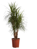 Drakenboom