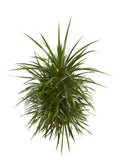 Drakenboom
