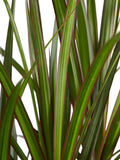 Drakenboom