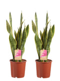 Sanseveria, Vrouwentong