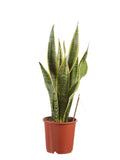 Sanseveria, Vrouwentong