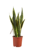 Sanseveria, Vrouwentong
