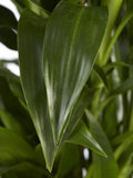 Drakenboom, Dracaena Janet Craig