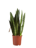 Sanseveria, Vrouwentong