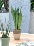 Sanseveria, Vrouwentong