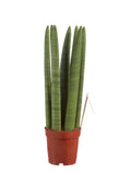 Sanseveria