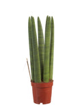 Sanseveria