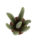 Sanseveria