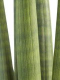 Sanseveria