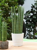 Sanseveria